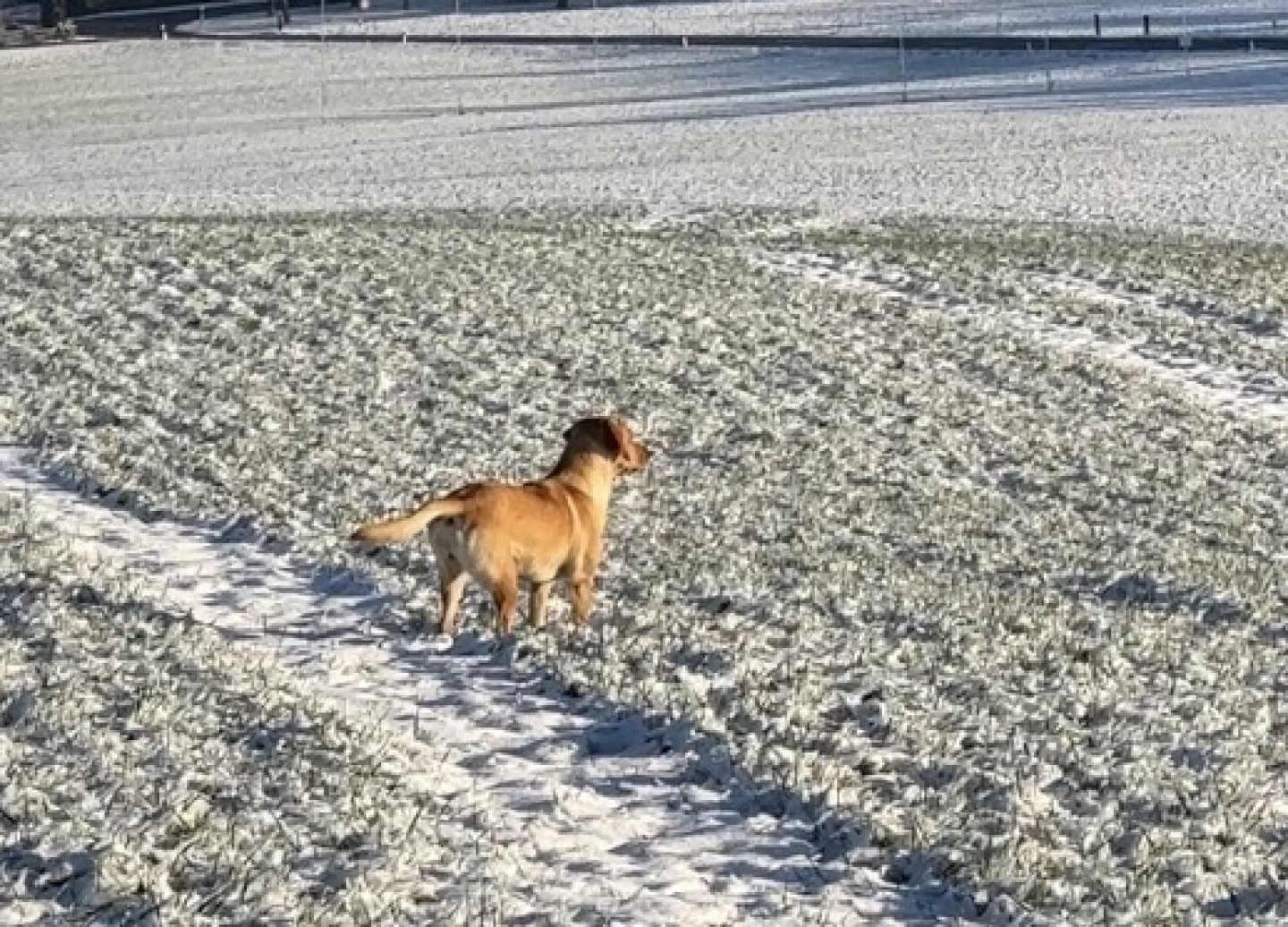 Jagdverhalten_formen