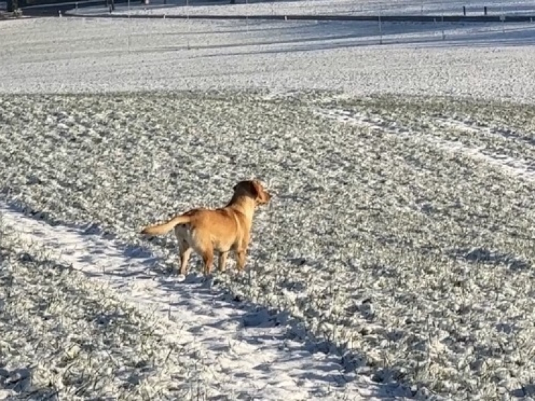 Jagdverhalten_formen